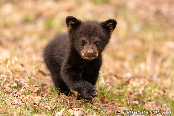 wildlife;bear;bears;black bear;Ursus americanus;Cub;Walk;tiny;North NH;NH;D5