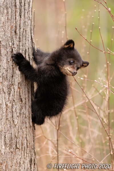 wildlife;bear;bears;black bear;Ursus americanus;Cub;Climb;tiny;tree;North NH;NH;D5