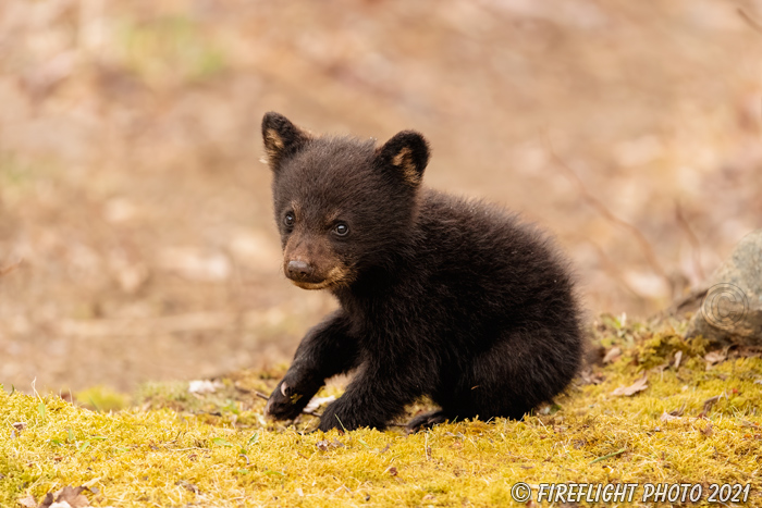 wildlife;bear;bears;black bear;Ursus americanus;Cub;Moss;tiny;North NH;NH;D5