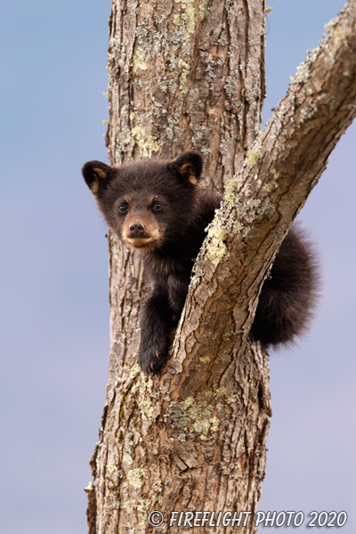 wildlife;bear;bears;black bear;Ursus americanus;Cub;tree;tiny;North NH;NH;D5