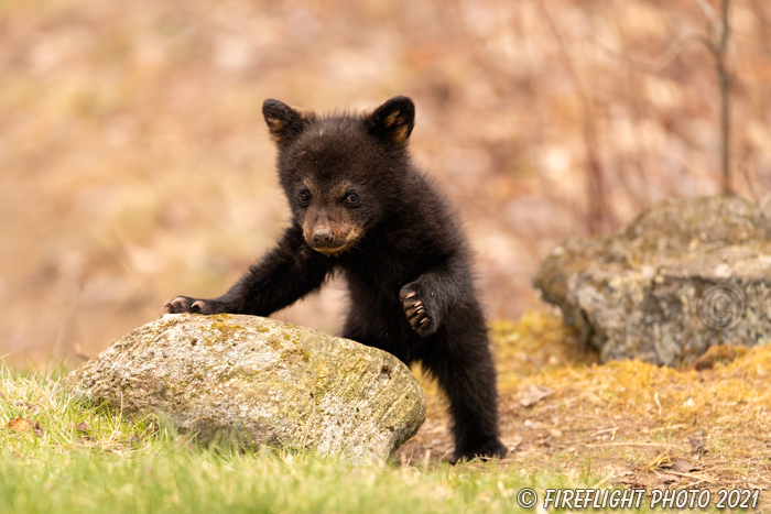 wildlife;bear;bears;black bear;Ursus americanus;Cub;rock;tiny;North NH;NH;D5