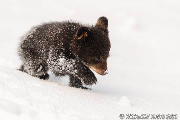 wildlife;bear;bears;black bear;Ursus americanus;Cub;Walk;tiny;snow;North NH;NH;D5