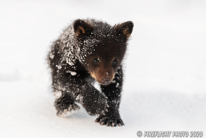 wildlife;bear;bears;black bear;Ursus americanus;Cub;Walk;tiny;snow;North NH;NH;D5