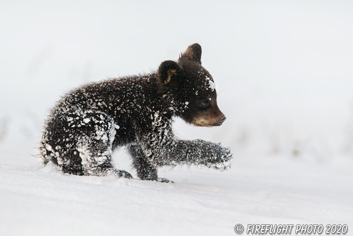 wildlife;bear;bears;black bear;Ursus americanus;Cub;Walk;tiny;snow;North NH;NH;D5