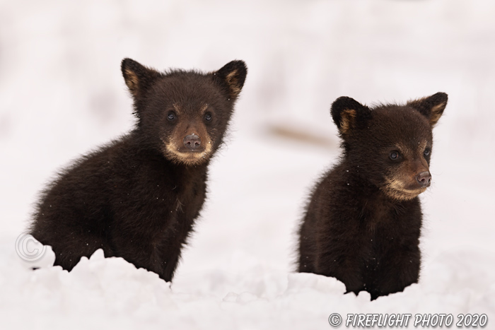 wildlife;bear;bears;black bear;Ursus americanus;Cub;cubs;Walk;tiny;snow;North NH;NH;D5