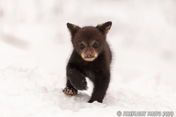 wildlife;bear;bears;black bear;Ursus americanus;Cub;Walk;tiny;snow;North NH;NH;D5