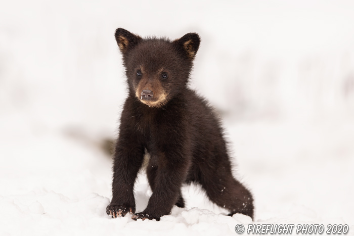 wildlife;bear;bears;black bear;Ursus americanus;Cub;Walk;tiny;snow;North NH;NH;D5