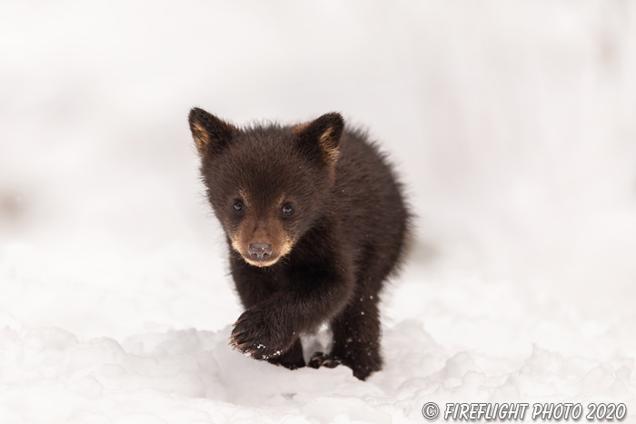 wildlife;bear;bears;black bear;Ursus americanus;Cub;Walk;tiny;snow;North NH;NH;D5