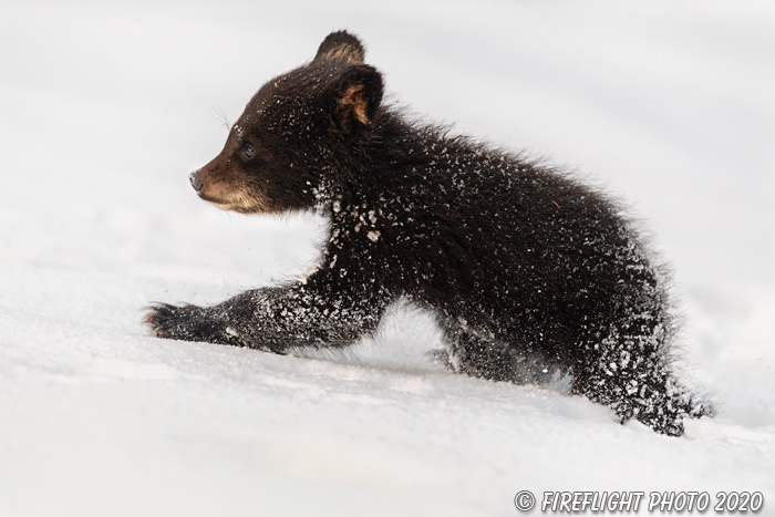 wildlife;bear;bears;black bear;Ursus americanus;Cub;Walk;tiny;snow;North NH;NH;D5