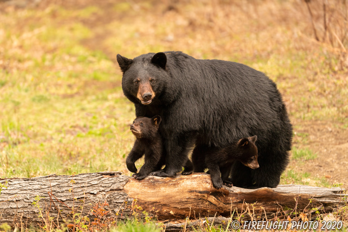 wildlife;bear;bears;black bear;Ursus americanus;Cub;tree;tiny;North NH;NH;D5