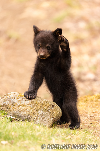 wildlife;bear;bears;black bear;Ursus americanus;Cub;standing;tiny;wave;rock;North NH;NH;D5