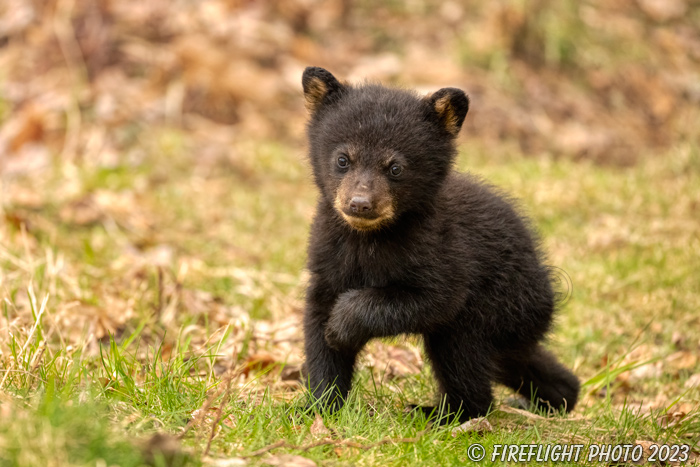 wildlife;bear;bears;black bear;Ursus americanus;Cub;Walk;tiny;North NH;NH;Z9