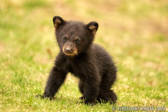 wildlife;bear;bears;black bear;Ursus americanus;Cub;Walk;tiny;North NH;NH;Z9