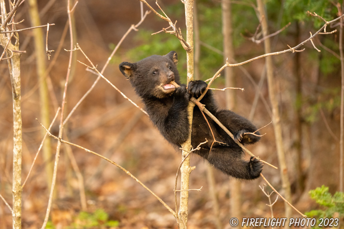 wildlife;bear;bears;black bear;Ursus americanus;Cub;tree;hanging;playful;tiny;North NH;NH;Z9