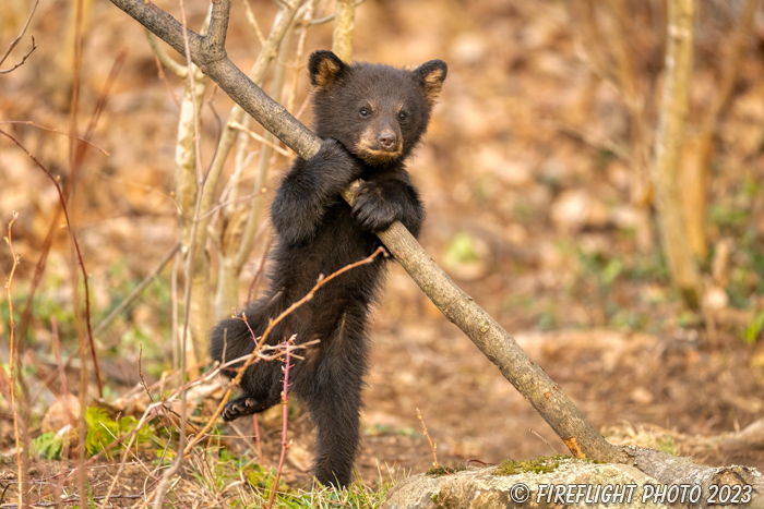 wildlife;bear;bears;black bear;Ursus americanus;Cub;Walk;play;tiny;tree;North NH;NH;Z9