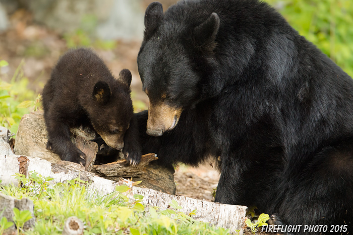 wildlife;bear;bears;black bear;Ursus americanus;Sugar Hill;NH;Cub;D4s