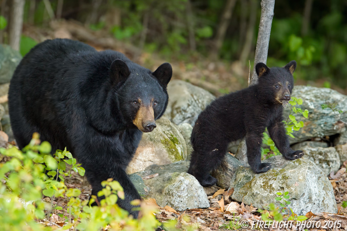 wildlife;bear;bears;black bear;Ursus americanus;Sugar Hill;NH;Cub;rocks;D4s