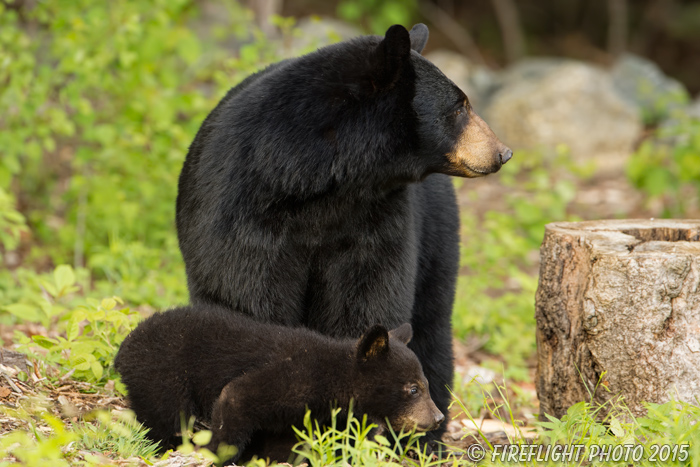 wildlife;bear;bears;black bear;Ursus americanus;Sugar Hill;NH;Cub;rocks;D4s