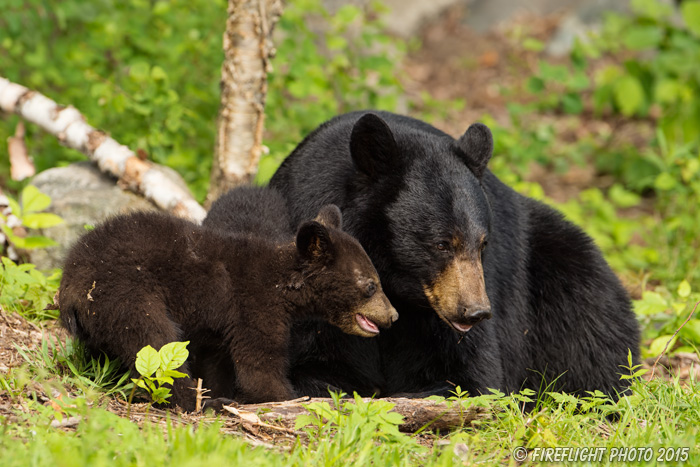 wildlife;bear;bears;black bear;Ursus americanus;Sugar Hill;NH;Cub;D4s