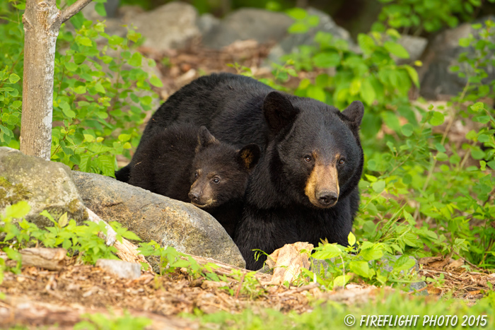 wildlife;bear;bears;black bear;Ursus americanus;Sugar Hill;NH;Cub;D4s