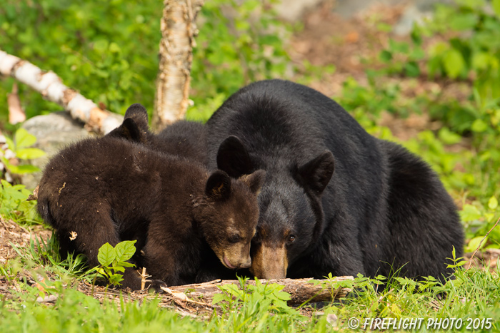 wildlife;bear;bears;black bear;Ursus americanus;Sugar Hill;NH;Cub;rocks;D4s