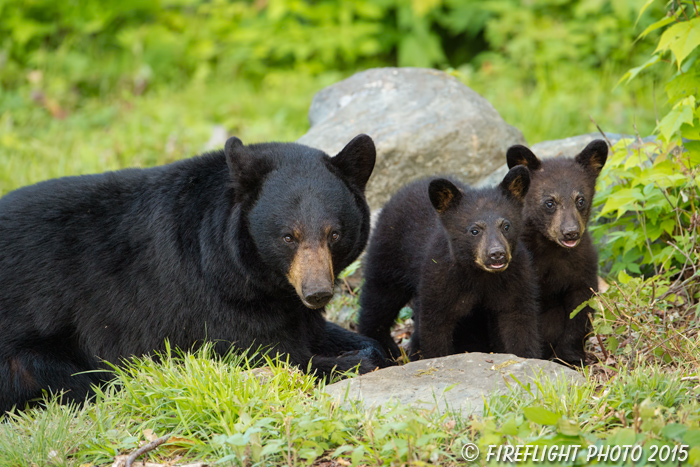 wildlife;bear;bears;black bear;Ursus americanus;Sugar Hill;NH;Cubs;rocks;D4s