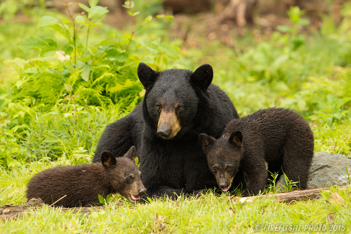 wildlife;bear;bears;black bear;Ursus americanus;Sugar Hill;NH;Cub;wet;D4s