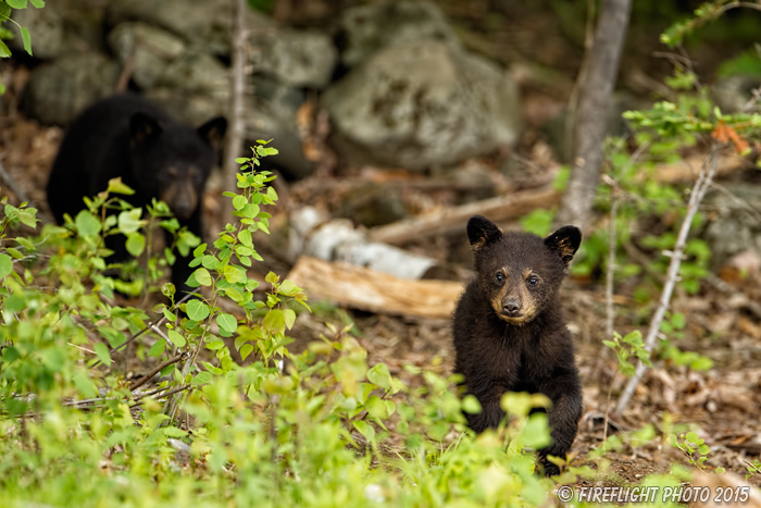 wildlife;bear;bears;black bear;Ursus americanus;Sugar Hill;NH;Cubs;D4s