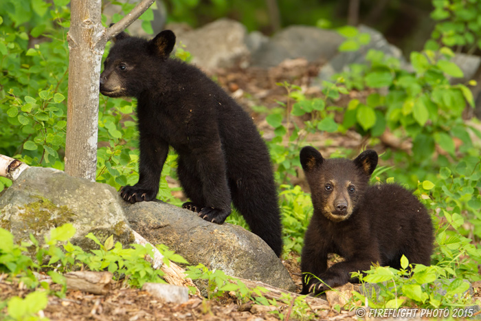 wildlife;bear;bears;black bear;Ursus americanus;Sugar Hill;NH;Cubs;D4s