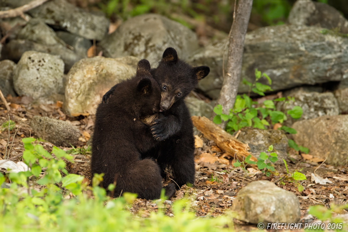 wildlife;bear;bears;black bear;Ursus americanus;Sugar Hill;NH;Cubs;D4s