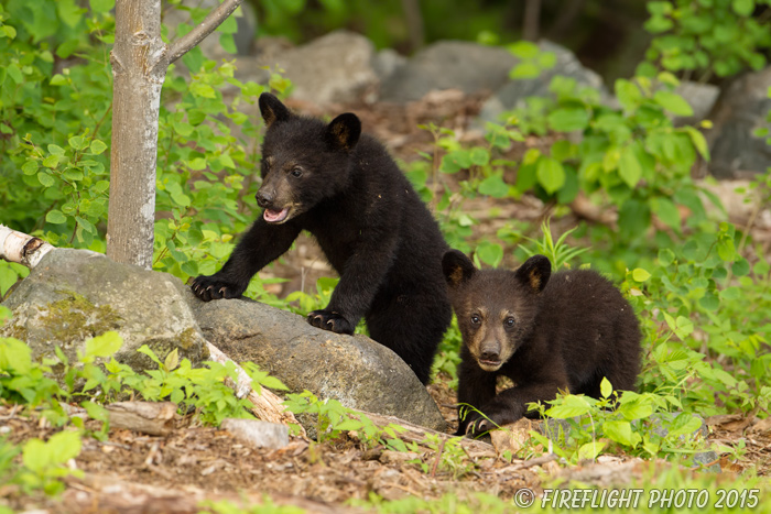 wildlife;bear;bears;black bear;Ursus americanus;Sugar Hill;NH;Cubs;D4s