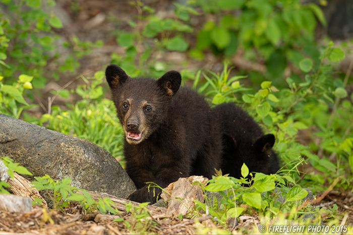 wildlife;bear;bears;black bear;Ursus americanus;Sugar Hill;NH;Cubs;D4s