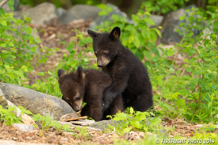 wildlife;bear;bears;black bear;Ursus americanus;Sugar Hill;NH;Cubs;D4s