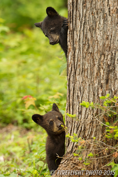 wildlife;bear;bears;black bear;Ursus americanus;Sugar Hill;NH;Cubs;climbing;D4s