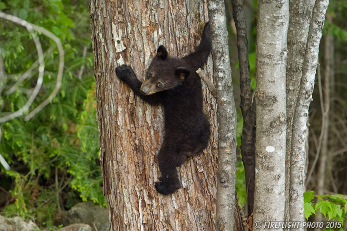 wildlife;bear;bears;black bear;Ursus americanus;Sugar Hill;NH;Cub;climbing;D4s
