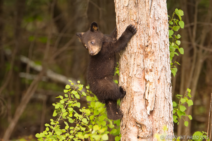 wildlife;bear;bears;black bear;Ursus americanus;Sugar Hill;NH;Cub;climbing;D4s