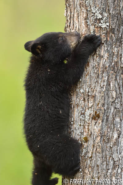 wildlife;bear;bears;black bear;Ursus americanus;Sugar Hill;NH;Cub;climbing;D4s