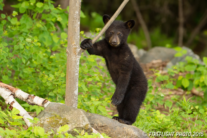 wildlife;bear;bears;black bear;Ursus americanus;Sugar Hill;NH;Cubs;D4s