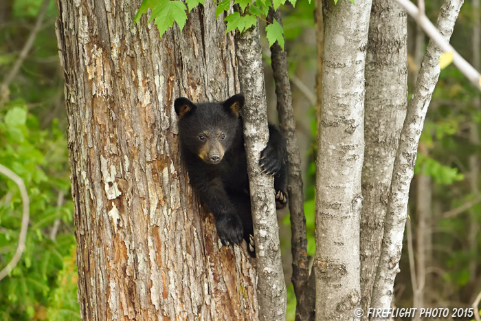 wildlife;bear;bears;black bear;Ursus americanus;Sugar Hill;NH;Cub;climbing;D4s