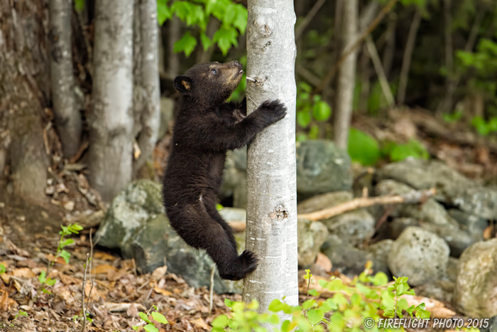 wildlife;bear;bears;black bear;Ursus americanus;Sugar Hill;NH;Cub;climbing;D4s