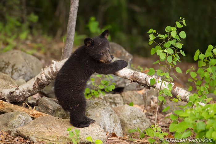 wildlife;bear;bears;black bear;Ursus americanus;Sugar Hill;NH;Cub;birch;D4s