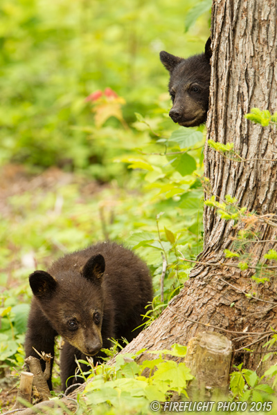 wildlife;bear;bears;black bear;Ursus americanus;Sugar Hill;NH;Cubs;tree;climbing;D4s