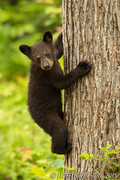 wildlife;bear;bears;black bear;Ursus americanus;Sugar Hill;NH;Cub;climbing;D4s