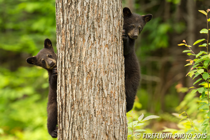 wildlife;bear;bears;black bear;Ursus americanus;Sugar Hill;NH;Cubs;climbing;tree;D4s