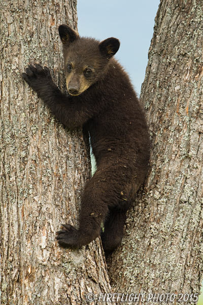 wildlife;bear;bears;black bear;Ursus americanus;Sugar Hill;NH;Cub;climbing;D4s