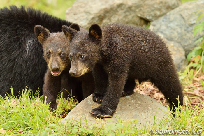 wildlife;bear;bears;black bear;Ursus americanus;Sugar Hill;NH;Cubs;D4s