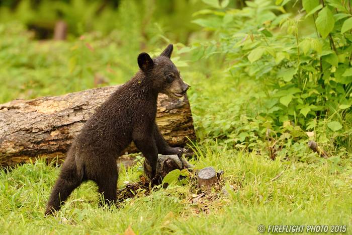 wildlife;bear;bears;black bear;Ursus americanus;Sugar Hill;NH;Cubs;D4s