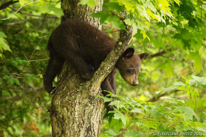 wildlife;bear;bears;black bear;Ursus americanus;Sugar Hill;NH;Cub;climbing;D4s