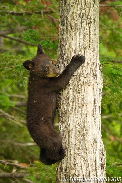 wildlife;bear;bears;black bear;Ursus americanus;Sugar Hill;NH;Cub;climbing;D4s