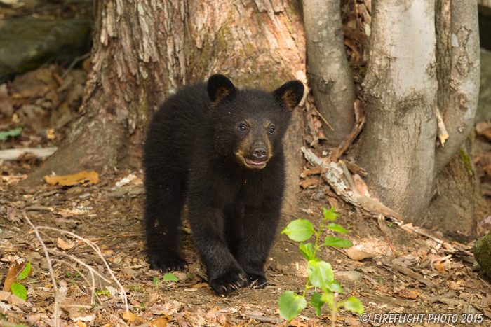 wildlife;bear;bears;black bear;Ursus americanus;Sugar Hill;NH;Cub;tree;D4s